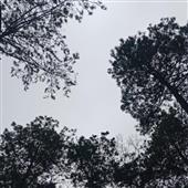 Să