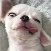 Bu