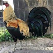 O