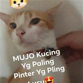 Vi