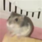 Đồ