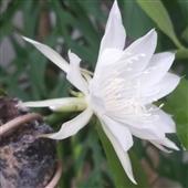 Đấ