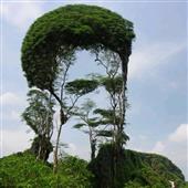 Tr