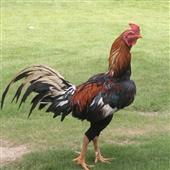 KH