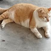 QU
