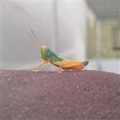 ca