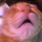 Cr