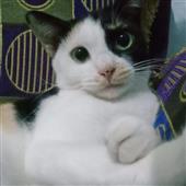 Rù