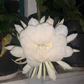 Tr