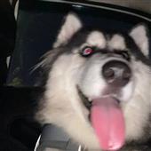 L