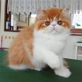Vậ