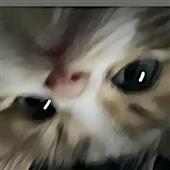 Ng