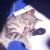 N