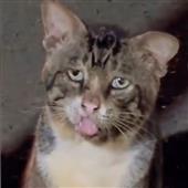 L