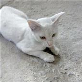 Gi