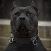 Vô