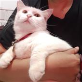 Cầ