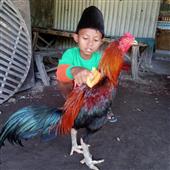 C