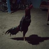 Kh