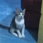 Rù