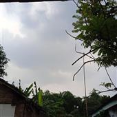 Cá